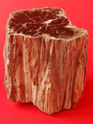 Versteinerte Hölzer (Theley, Hasborn, Bergweiler)