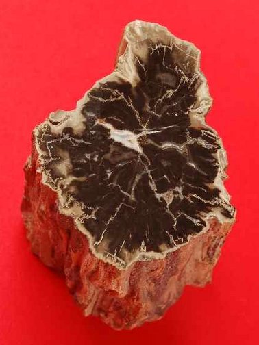 Versteinerte Hölzer (Theley, Hasborn, Bergweiler)